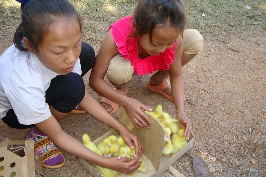 Students receive their ducklings which they will now raise themselves