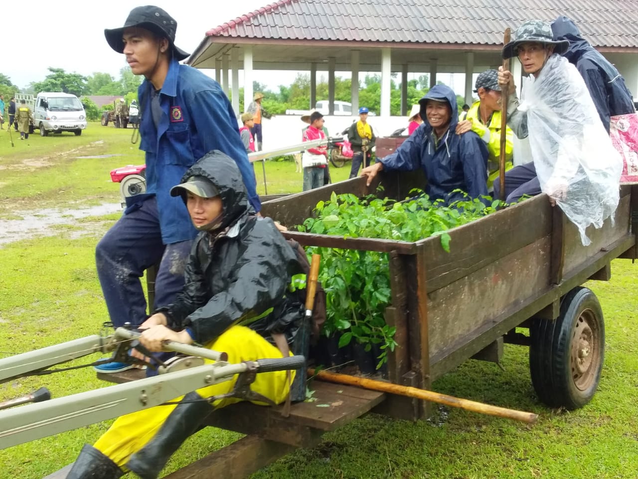 treeplanting2